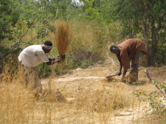 08 Battage Du Riz